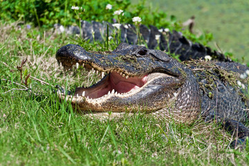 Alligator (Alligator mississippiensis) With It's Jaws Agape on the Spillway Trail, Brazos BendState Park, Needeville, Texas, USA