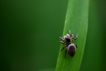 Araignée sauteuse