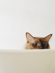 Portrait of siamese cat hiding behind chair.