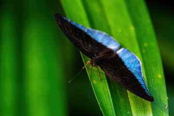 Obraz premium Horsfield's Baron - Tanaecia iapis, beautiful blue and black butterfly from from Southeast Asian meadows and woodlands, Malaysia.