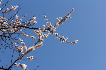 Beautiful apricot blossoms on blue sky background. Space for text