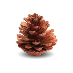 Pine cone isolated on white background with clipping path.     