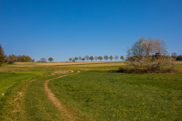 Obraz premium Frühling in Wald und Flur