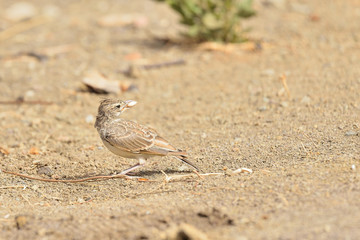  cogujada en el suelo con una semilla en el pico (Galerida cristata) Casares Andalucía España