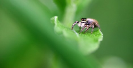 Araignée sauteuse