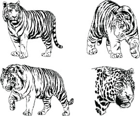 set of vector drawings on the theme of predators tigers are drawn by hand with ink tattoo logos