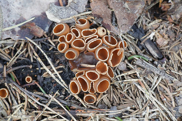 Geopyxis carbonaria, known as the charcoal loving elf-cup, dwarf acorn cup, stalked bonfire cup, or pixie cup