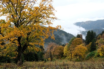 Beautiful colorful autumn trees in misty day. On the route from the Mt. Megruki peak to Atskuri. Borjomi-Kharagauli National Park, Borjomi, Georgia. 