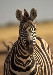 Fototapeta na wymiar wildlife and scenic landscapes Namibia