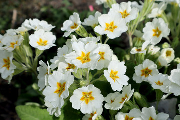 White primrose flowers in the garden