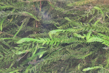 Fontinalis antipyretica, known as the antifever fontinalis moss, greater water-moss, or common...