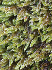 Hypnum cupressiforme, known as the cypress-leaved plaitmoss or hypnum moss