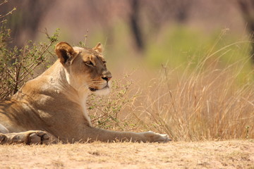 Closeup of a lioness basking in the sun