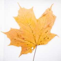 close view of dry yellow maple leaf on white background