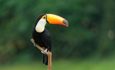 Toco Tukan im Reservat exotischer tropischer Vögel