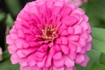 Pink flower petals in multiple layers