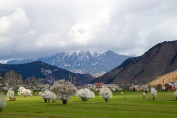 Naklejka premium herd of sheep in green meadow. artvin/turkey