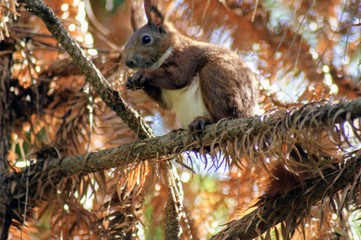 squirrel on a tree