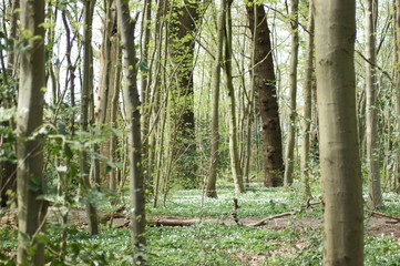 Forest in spring
