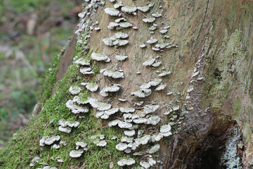Trichaptum abietinum, known as purplepore bracket fungus or violet-toothed polypore, wild fungus...