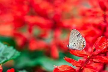 butterfly on a red flower