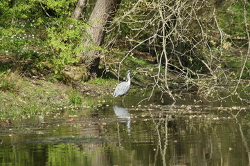 great blue heron