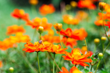 bee on Yellow flower ,petals in multiple layers