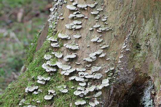 Trichaptum abietinum, known as purplepore bracket fungus or violet-toothed polypore, wild fungus from Finland