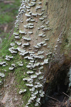 Trichaptum abietinum, known as purplepore bracket fungus or violet-toothed polypore, wild fungus from Finland