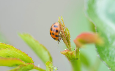 Marienkäfer auf Blattlaus-Jagd an frischen Blättern