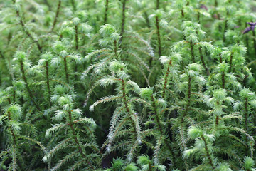 Rhytidiadelphus triquetrus, known as the big shaggy-moss or rough goose neck moss