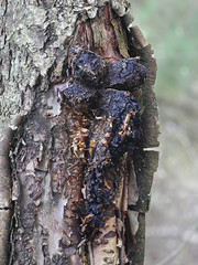 Inonotus obliquus, commonly known as chaga, a medicinal fungus from Finland - obrazy, fototapety, plakaty