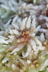 Spaghnum medium (Spaghnum divinum), a peat moss or bog-moss from Finland