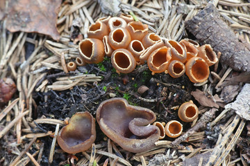 Peziza violacea, known as the violet fairy cup or the violet cup fungus and Geopyxis carbonaria, known as charcoal loving elf-cup or talked bonfire cup