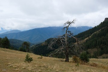Mountain autumn view with alone dry tree on the route from the Mt. Megruki peak to Atskuri....