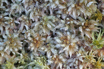 Spaghnum magellanicum (Spaghnum divinum), a peat moss or bog-moss from Finland