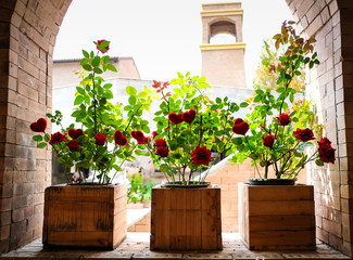 Fresh red roses in brown wood pots illuminate from sunlight.
