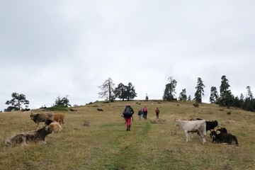 Group of tourists walking mountain trail between grazing cows on the route from the Mt. Megruki peak to Atskuri. Borjomi-Kharagauli National Park, Georgia. 