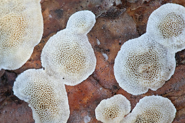 Skeletocutis amorpha, known as rusty crust, wild polypore from Finland