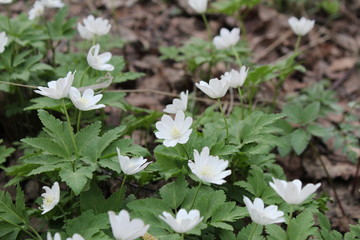 White early spring flowers in the forest. White Anemones of the Ranunculaceae Family