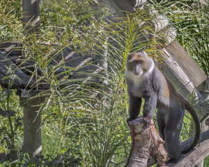 Sykes' monkey, the white-throated monkey or Samango monkey, Cercopithecus albogularis. Exotic monkeys in the Monkey Forest in Yodfat, Israel. Natural conditions for freely moving animals