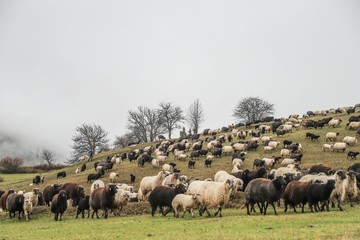 herd of sheep in green meadow. artvin/turkey