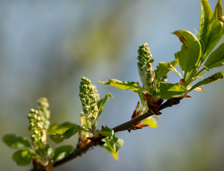 Twigs of bird cherry.
