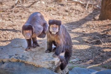 Tufted capuchin, black-capped capuchin. Exotic monkeys in the Monkey Forest in Yodfat, Israel. Natural conditions for freely moving animals in outdoor