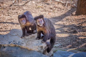 Tufted capuchin, brown capuchin, black-capped capuchin. Exotic monkeys in the Monkey Forest in Israel. Natural conditions for freely moving animals in outdoor