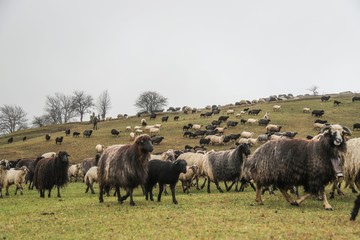 Naklejka na ściany i meble herd of sheep in green meadow. artvin/turkey