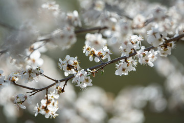 Blooming cherry tree.