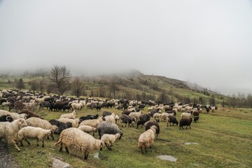 Fototapeta premium herd of sheep in green meadow. artvin/turkey