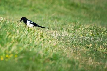 Bird on green grass.
