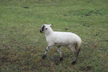 herd of sheep in green meadow. artvin/turkey